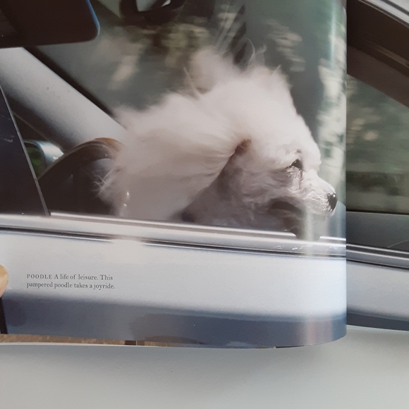 Dogs Hanging out of Windows - Picture 7 of 11